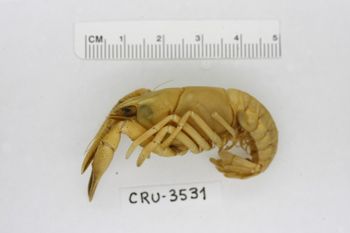 Media type: image;   Invertebrate Zoology CRU-3531 Description: Preserved specimen.;